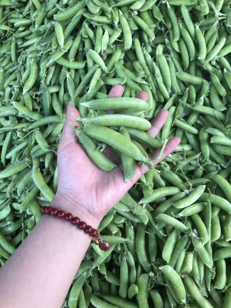 2022湖北襄阳的新豌豆大量上市啦！颗粒饱满，色泽鲜亮
