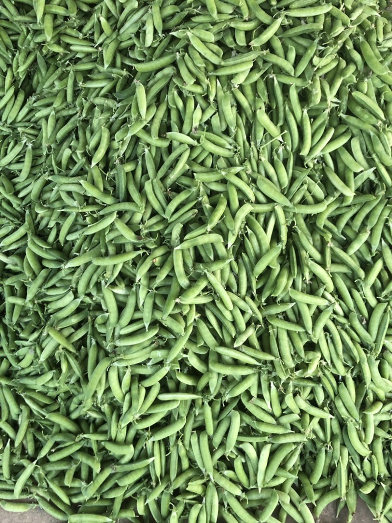 2022湖北襄阳的新豌豆大量上市啦！颗粒饱满，色泽鲜亮