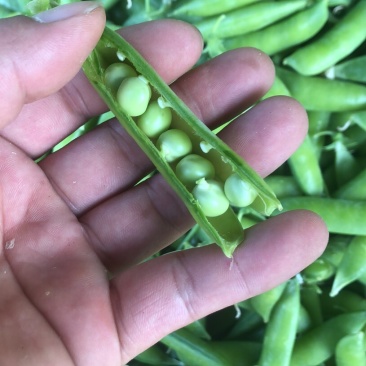 2022湖北襄阳的新豌豆大量上市啦！颗粒饱满，色泽鲜亮