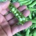 2022湖北襄阳的新豌豆大量上市啦！颗粒饱满，色泽鲜亮