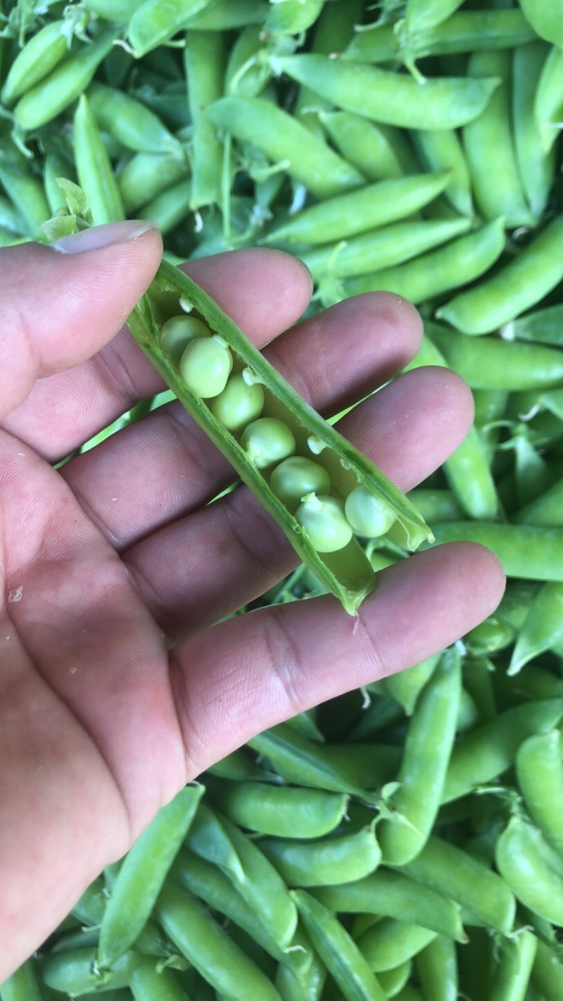 2022湖北襄阳的新豌豆大量上市啦！颗粒饱满，色泽鲜亮