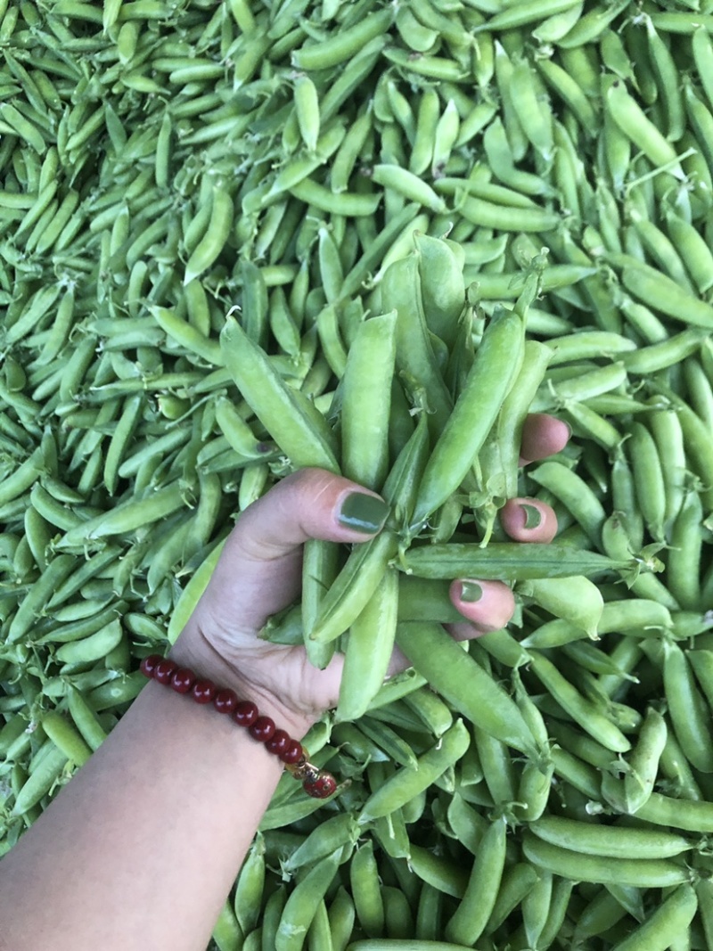 2022湖北襄阳的新豌豆大量上市啦！颗粒饱满，色泽鲜亮