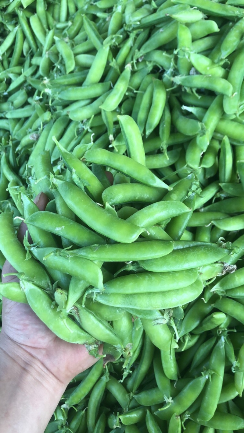 2022湖北襄阳的新豌豆大量上市啦！颗粒饱满，色泽鲜亮