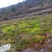 小花（农家种植公花）