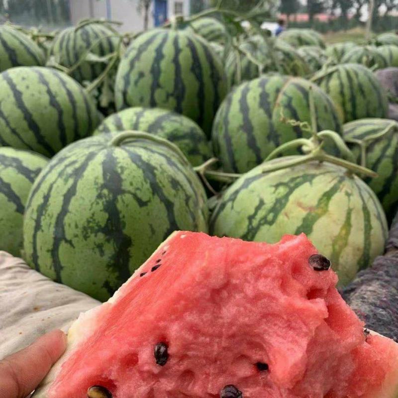 🔥《美都西瓜》大量供应代发全国诚信经营，保质保量!