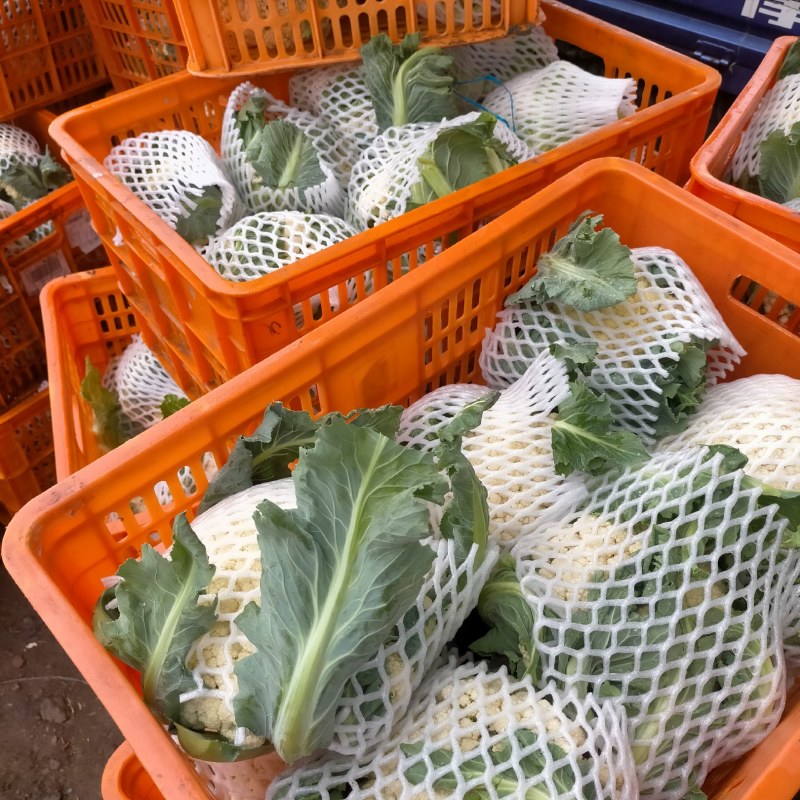 精品白花菜，质量好，乳白，越冬二百四十天里，