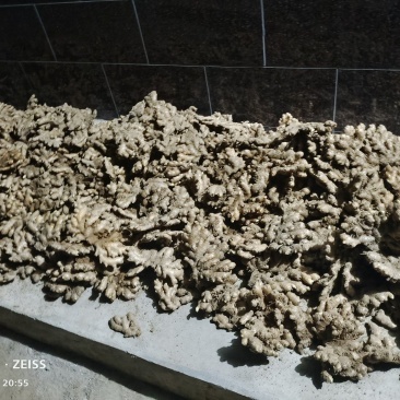 精品岳西小黄姜，版型中正，粗壮标杆。产地直发。量大从优