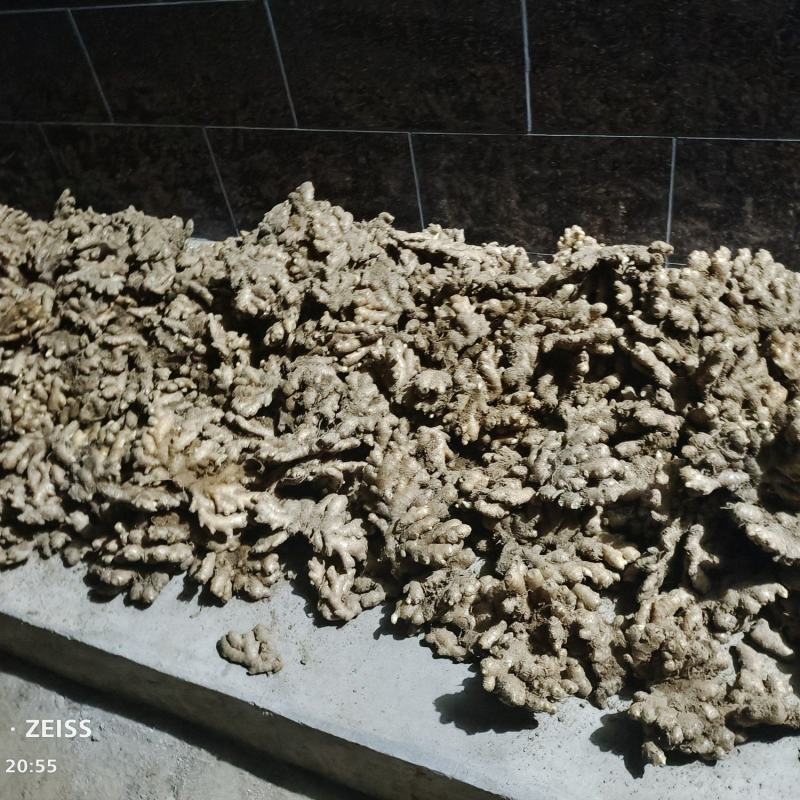 精品岳西小黄姜，版型中正，粗壮标杆。产地直发。量大从优