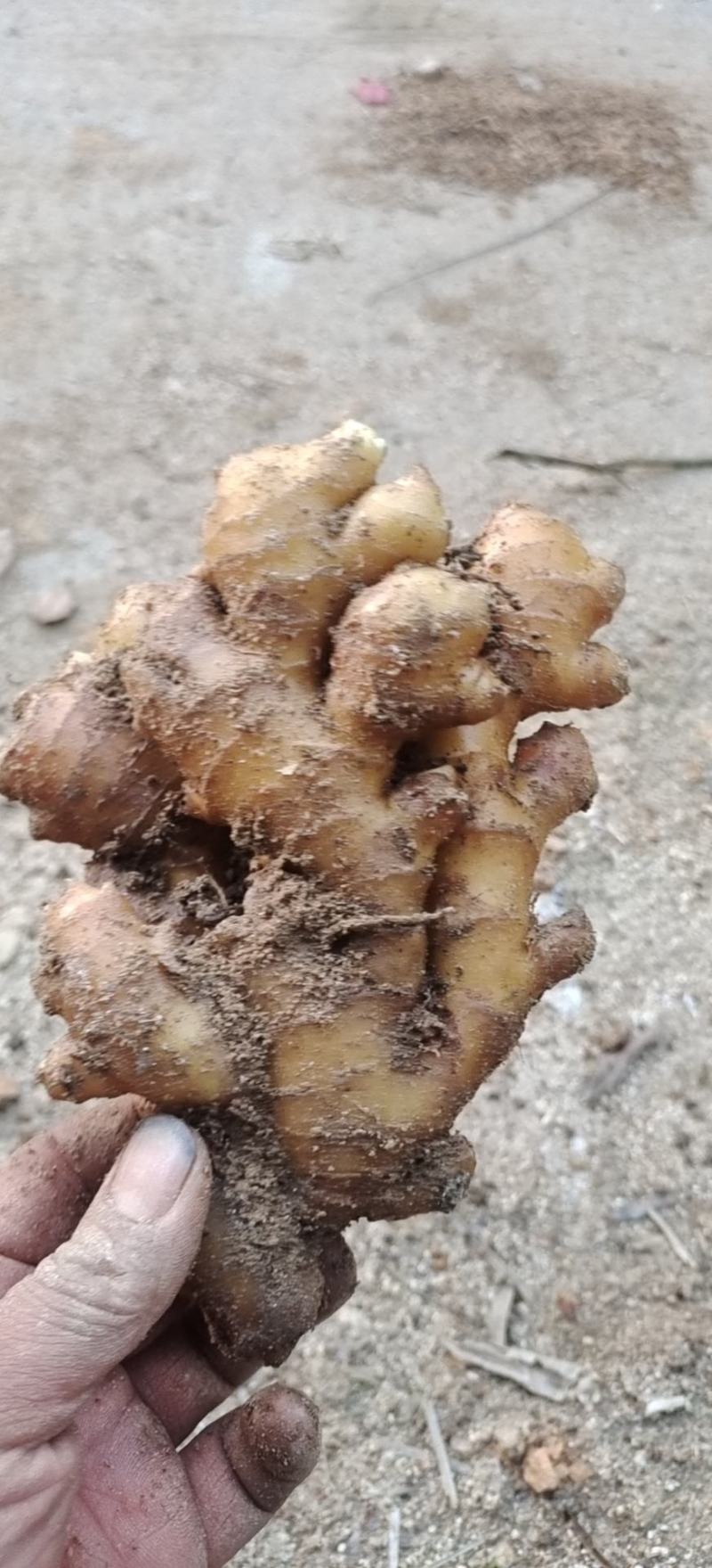 精品岳西小黄姜，版型中正，粗壮标杆。产地直发。量大从优