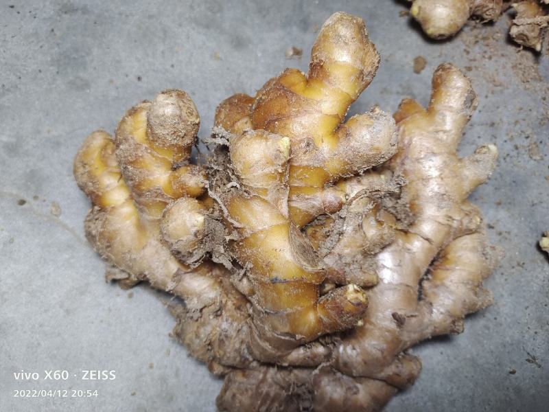 精品岳西小黄姜，版型中正，粗壮标杆。产地直发。量大从优