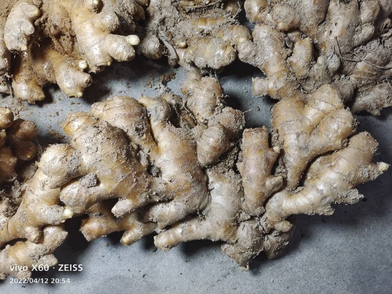 精品岳西小黄姜，版型中正，粗壮标杆。产地直发。量大从优