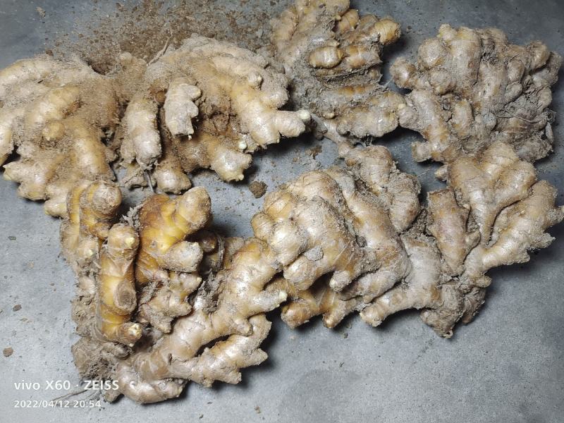 精品岳西小黄姜，版型中正，粗壮标杆。产地直发。量大从优