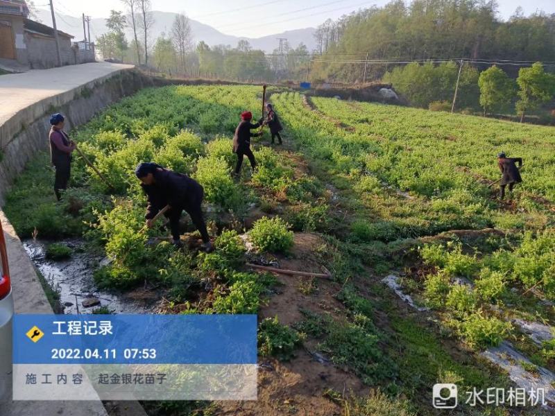 专业种植加工销售金银花10多余年，友谊第一，生意第二