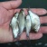 鳊鱼