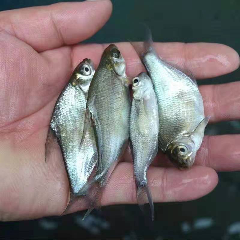 鳊鱼