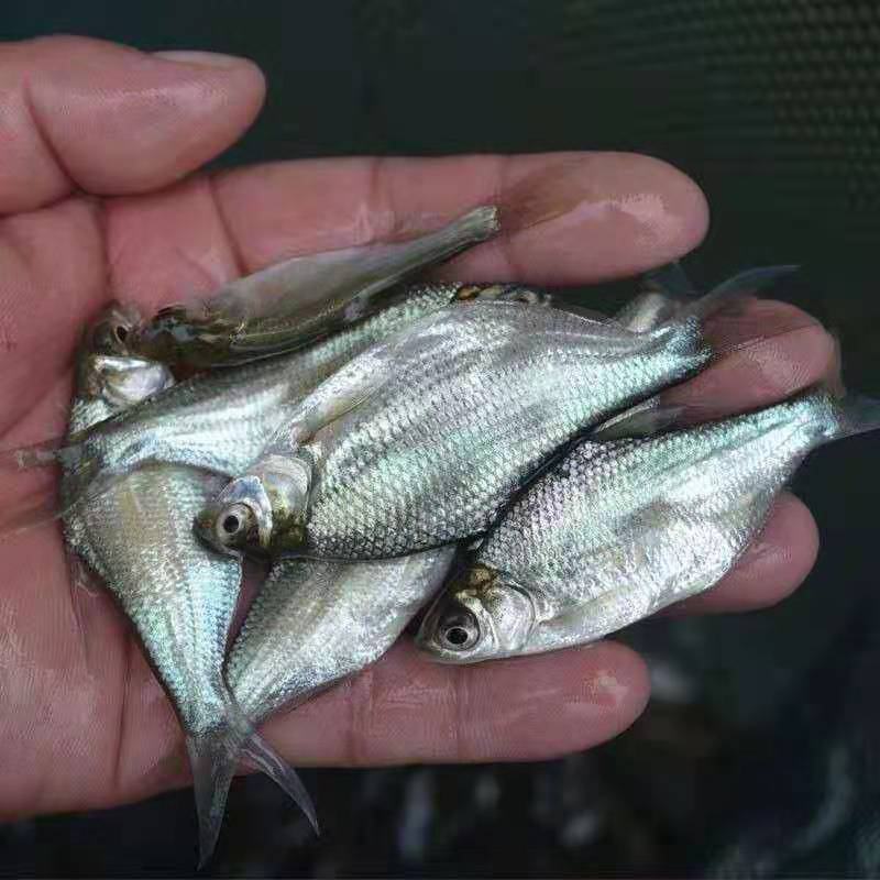 鳊鱼