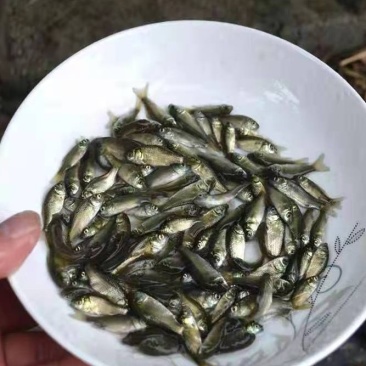 鲫鱼