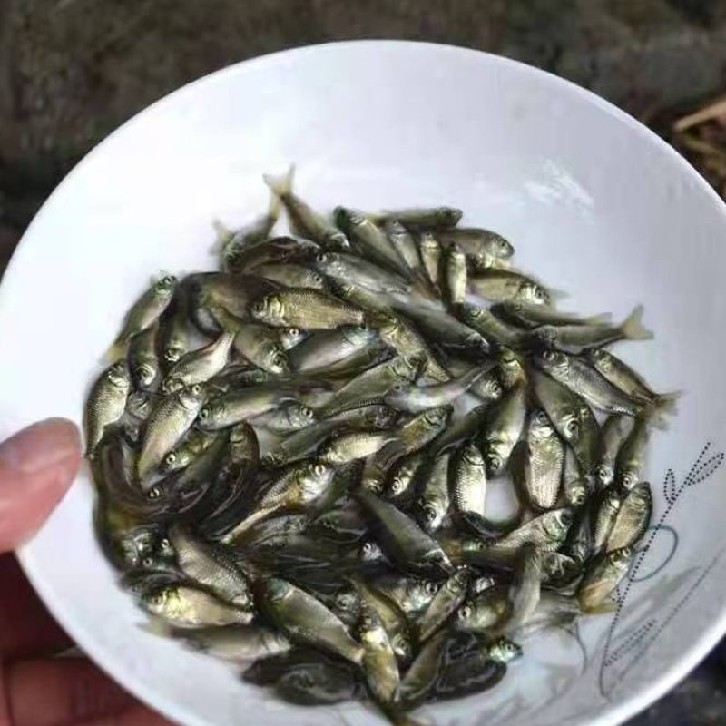 鲫鱼