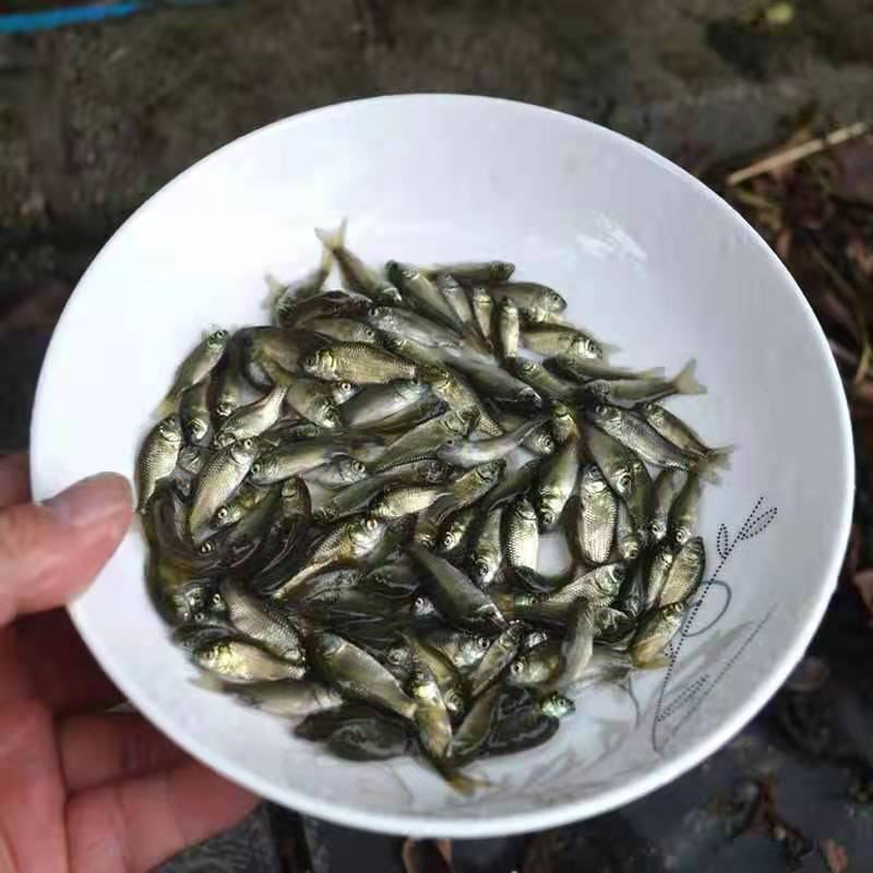 鲫鱼