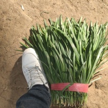 食品厂韭菜，大量现货供应，产地一手货源，对接全国客商