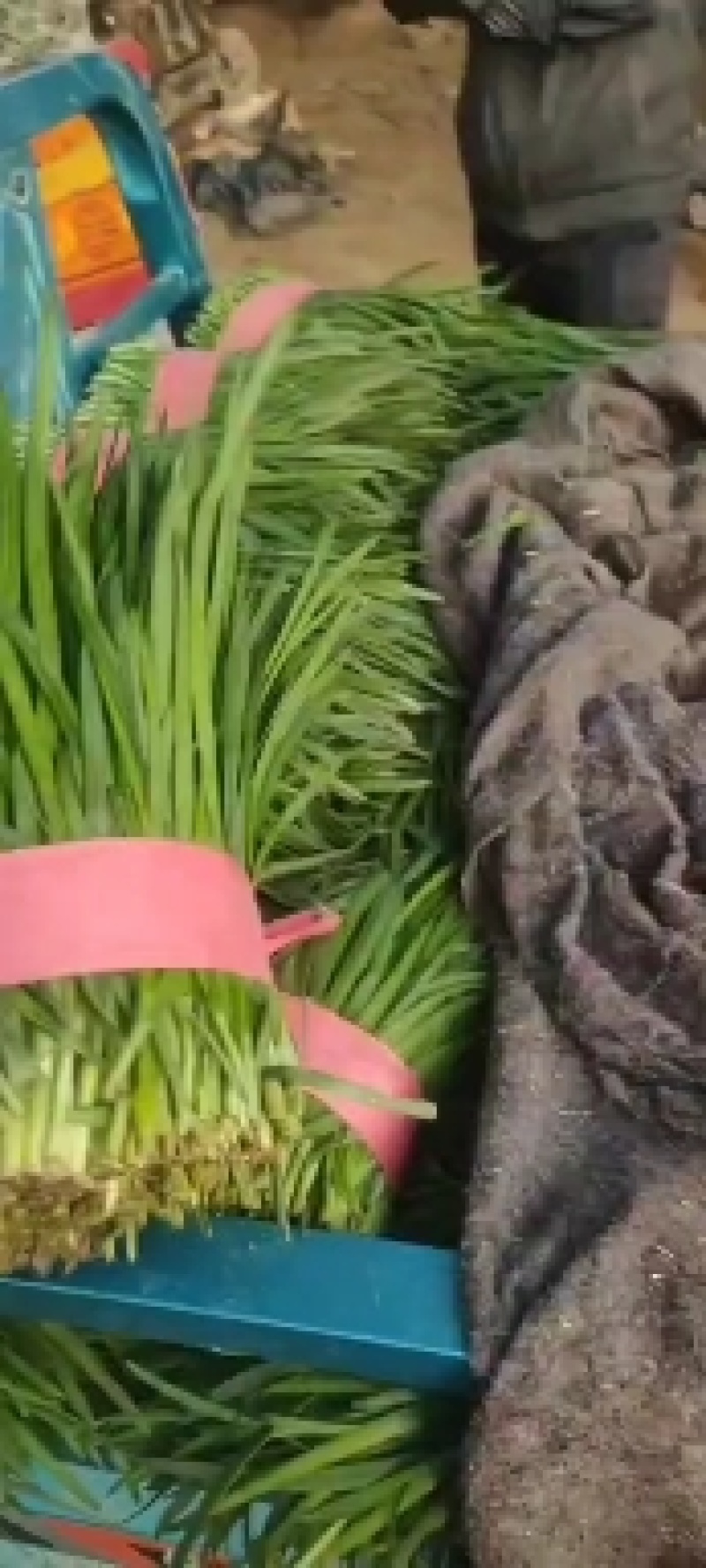 食品厂韭菜，大量现货供应，产地一手货源，对接全国客商