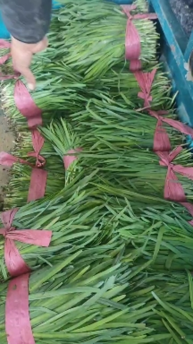 食品厂韭菜，大量现货供应，产地一手货源，对接全国客商