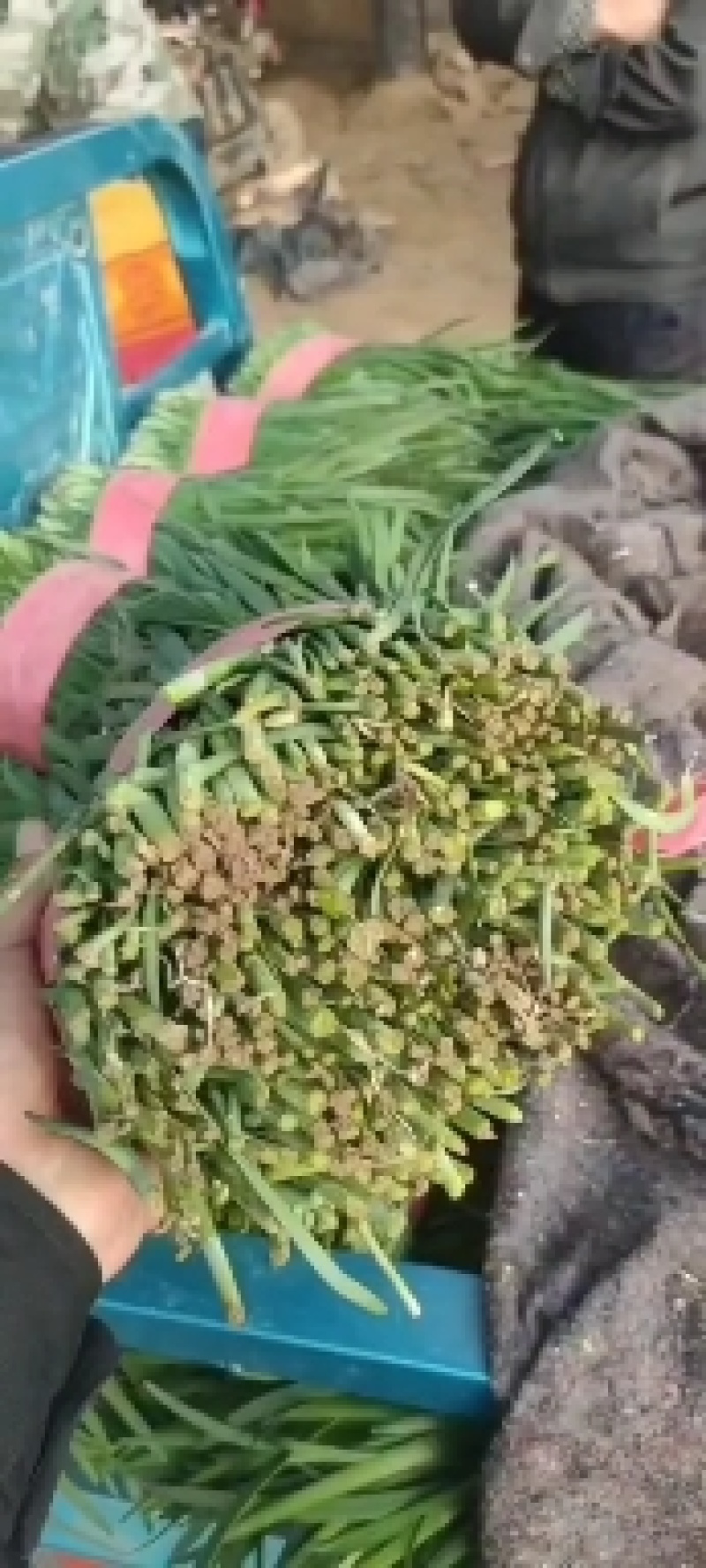 食品厂韭菜，大量现货供应，产地一手货源，对接全国客商