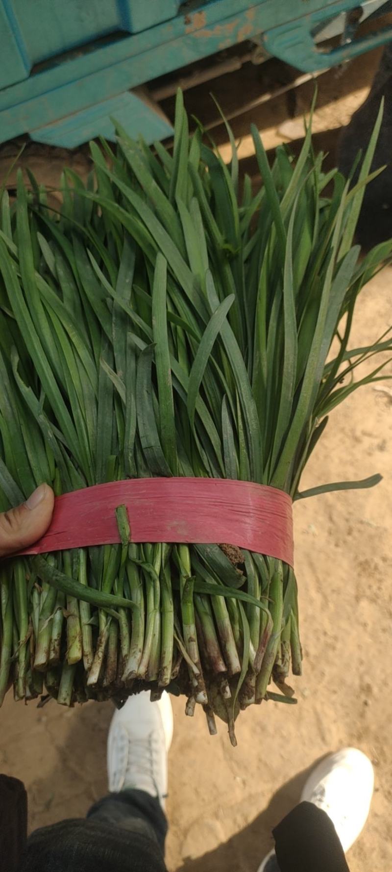 食品厂韭菜，大量现货供应，产地一手货源，对接全国客商