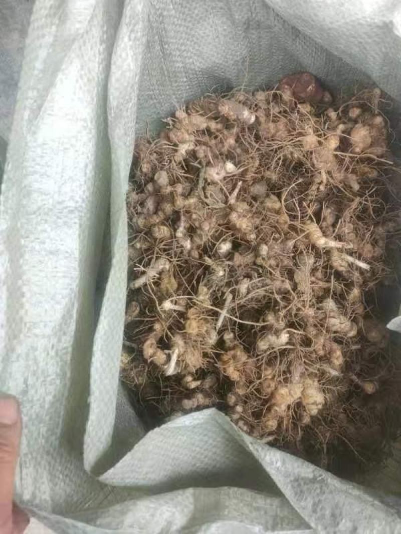 黄精苗。鸡头黄精苗，多花黄精苗。基地直发。技术指导