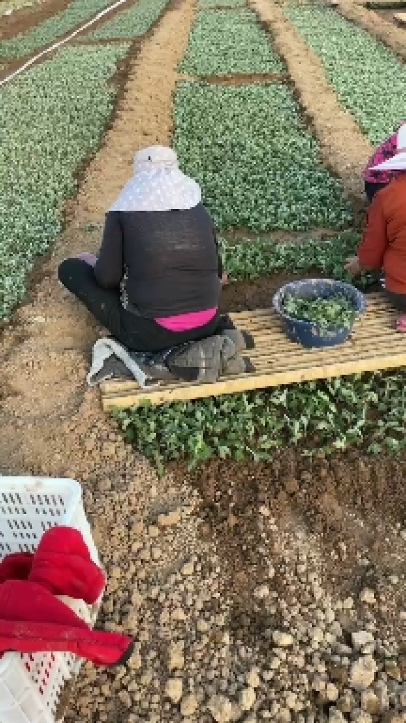 金丝皇菊苗，菊花苗，观赏菊，基地直发，规格齐全，合同回收