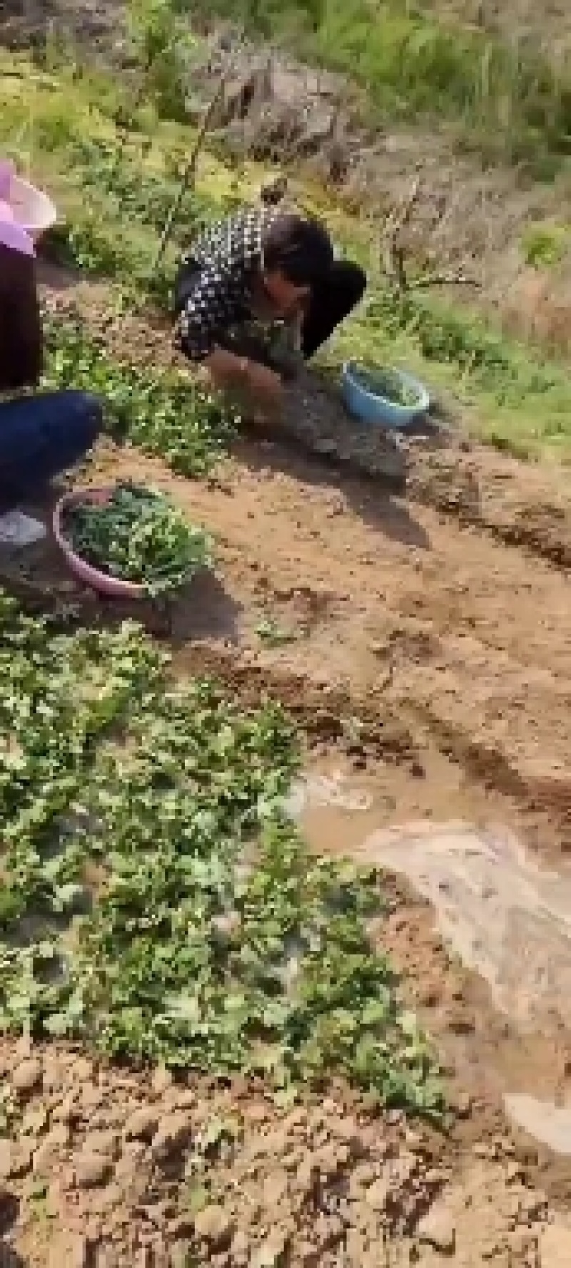 金丝皇菊苗，菊花苗，观赏菊，基地直发，规格齐全，合同回收