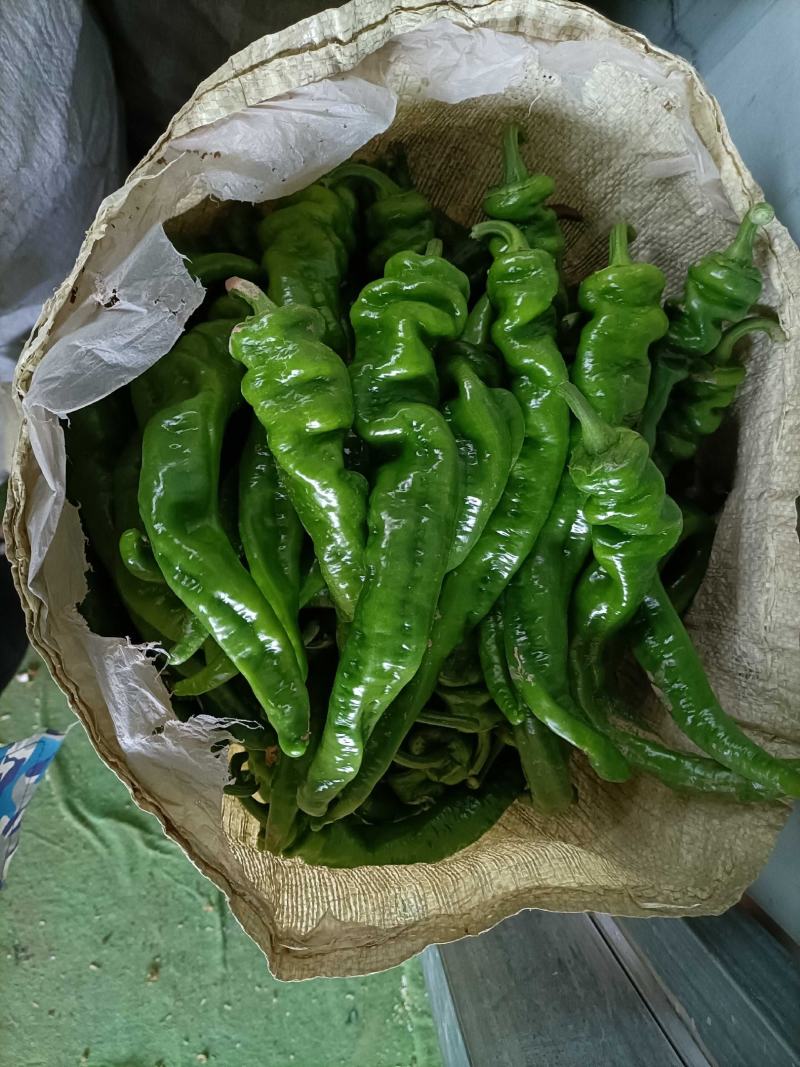 螺丝椒陕西基地直供手货源品质保证诚信经营欢迎采购