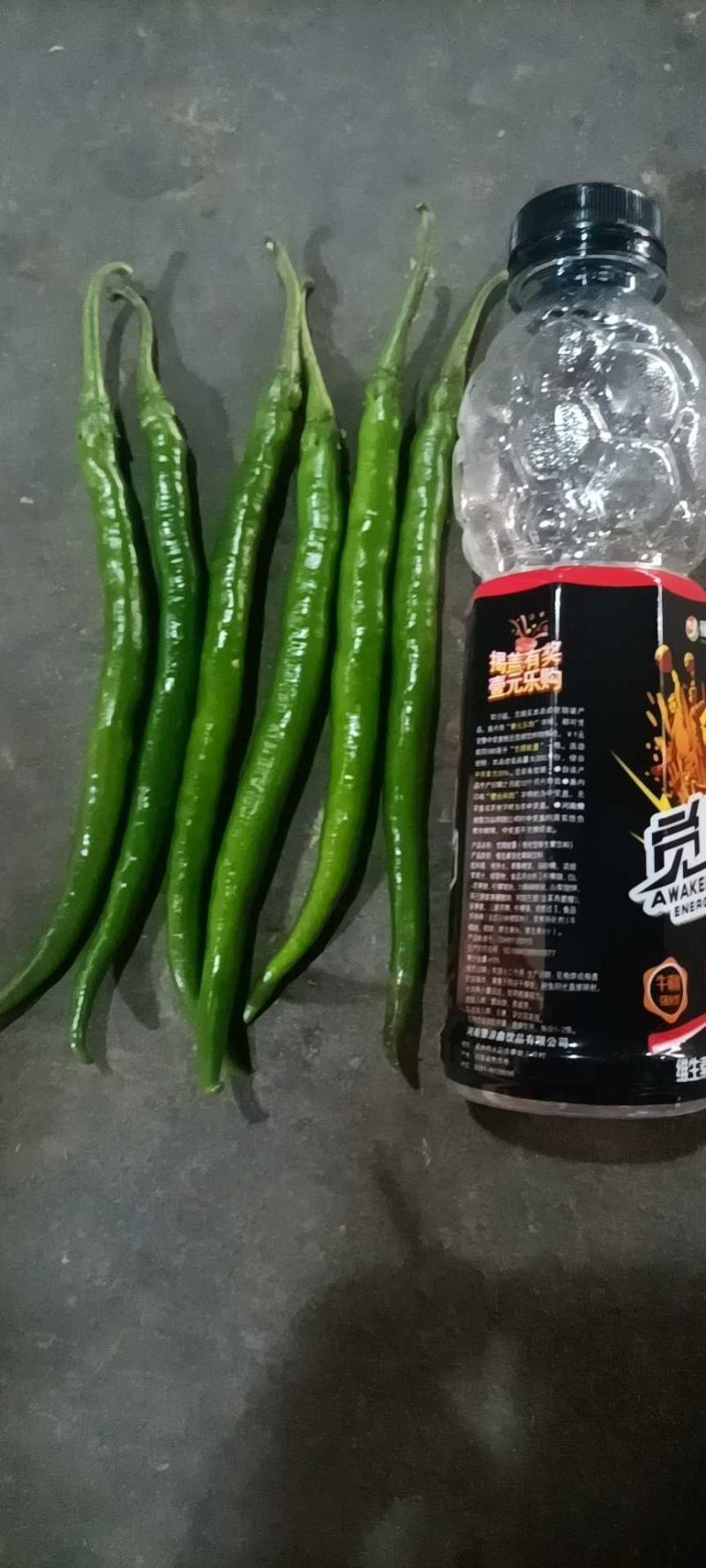 螺丝椒陕西基地直供手货源品质保证诚信经营欢迎采购