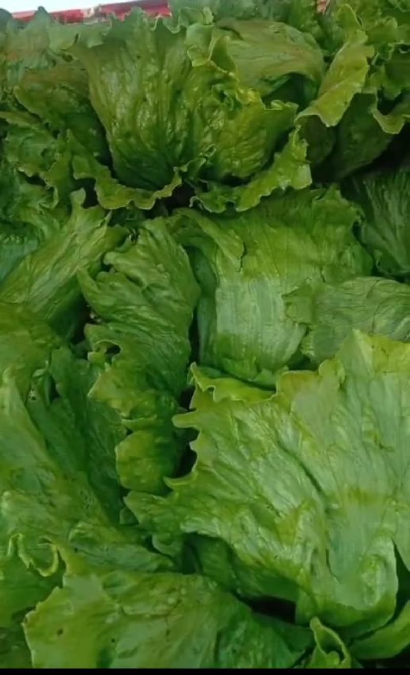 生菜，散叶生菜，球生菜，菜型好，供货量大，诚信代办代收。