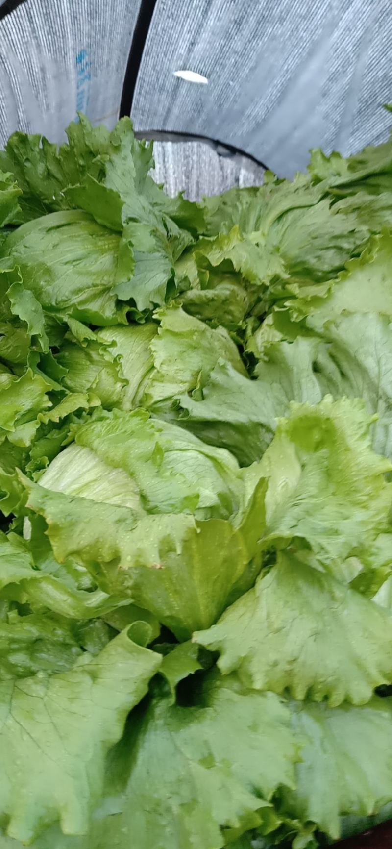 生菜，散叶生菜，球生菜，菜型好，供货量大，诚信代办代收。