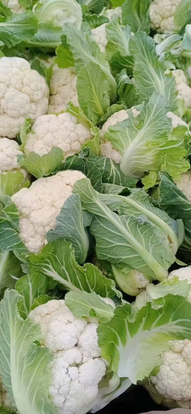 精品白花菜，质量好，乳白，越冬二百四十天里，