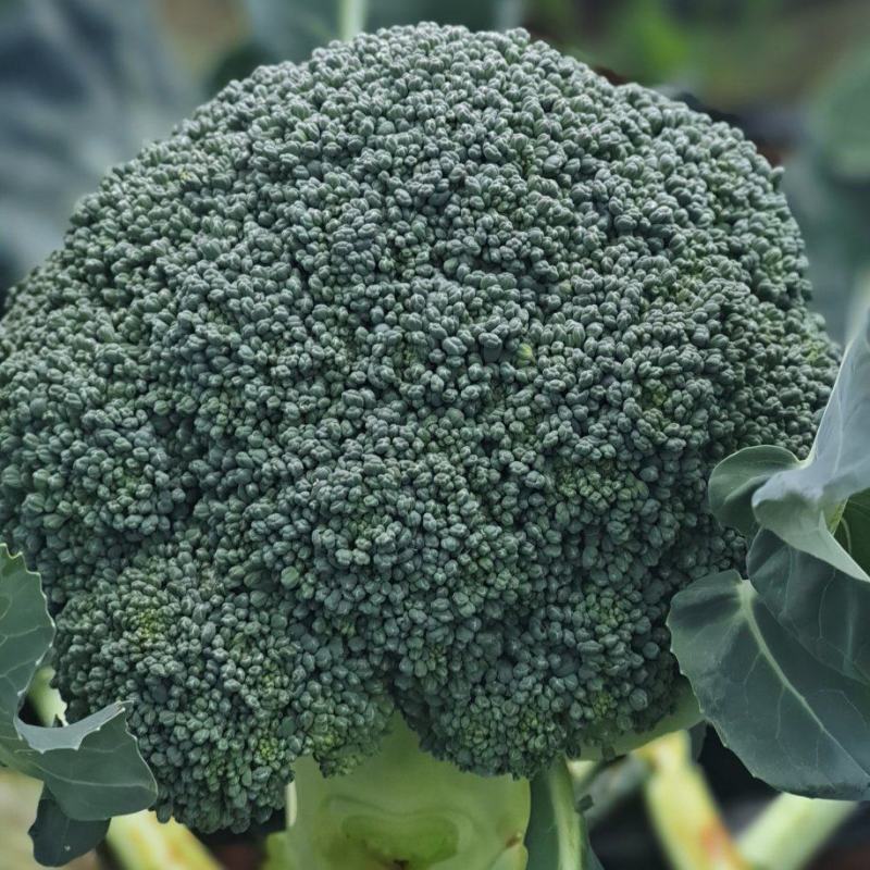 西兰花翡翠十一