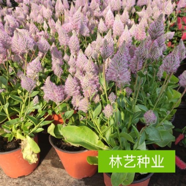 新品澳洲狐尾幼兽盆栽带花多年生耐热花卉狐尾苋猫尾红盆栽岁
