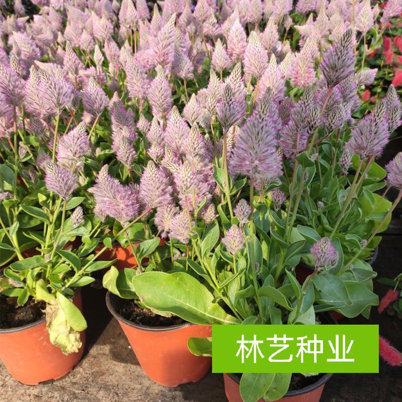 新品澳洲狐尾幼兽盆栽带花多年生耐热花卉狐尾苋猫尾红盆栽岁
