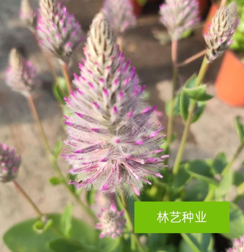 新品澳洲狐尾幼兽盆栽带花多年生耐热花卉狐尾苋猫尾红盆栽岁