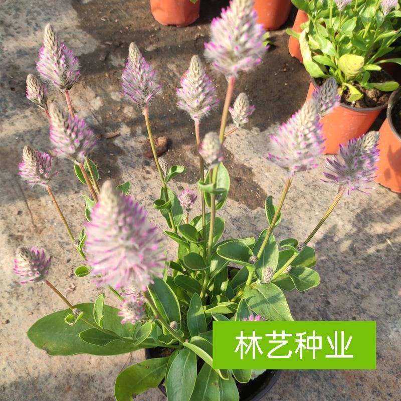 新品澳洲狐尾幼兽盆栽带花多年生耐热花卉狐尾苋猫尾红盆栽岁
