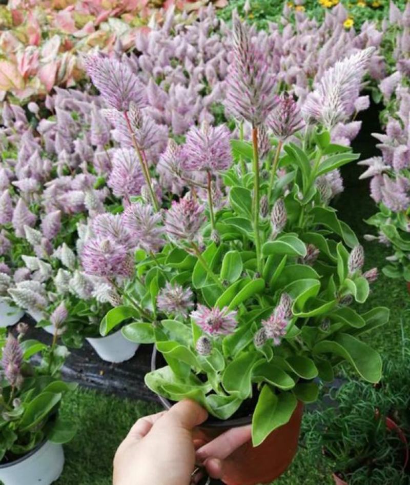 新品澳洲狐尾幼兽盆栽带花多年生耐热花卉狐尾苋猫尾红盆栽岁