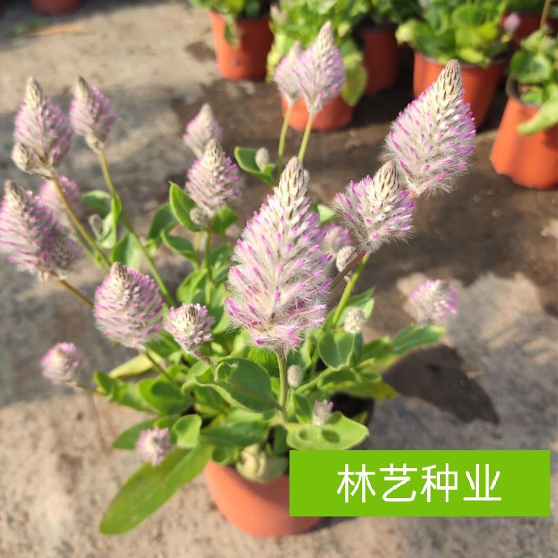 新品澳洲狐尾幼兽盆栽带花多年生耐热花卉狐尾苋猫尾红盆栽岁