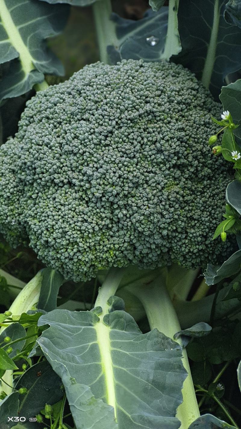 西兰花翡翠十一