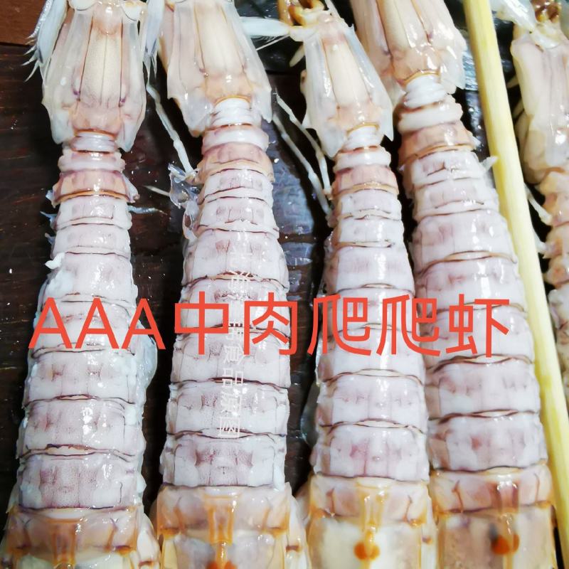 爬爬虾濑尿虾皮皮虾(9-12只)活煮熟冻，工厂直销