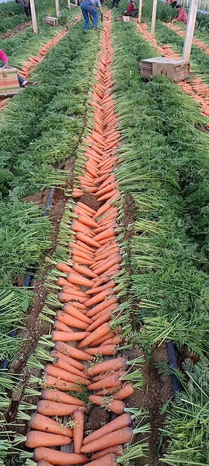 三红胡萝卜🥕大量有货，供应工厂，电商，商超，10吨起售