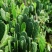 【推荐】仙人掌果苗会开花结果有药用价值基地直销售