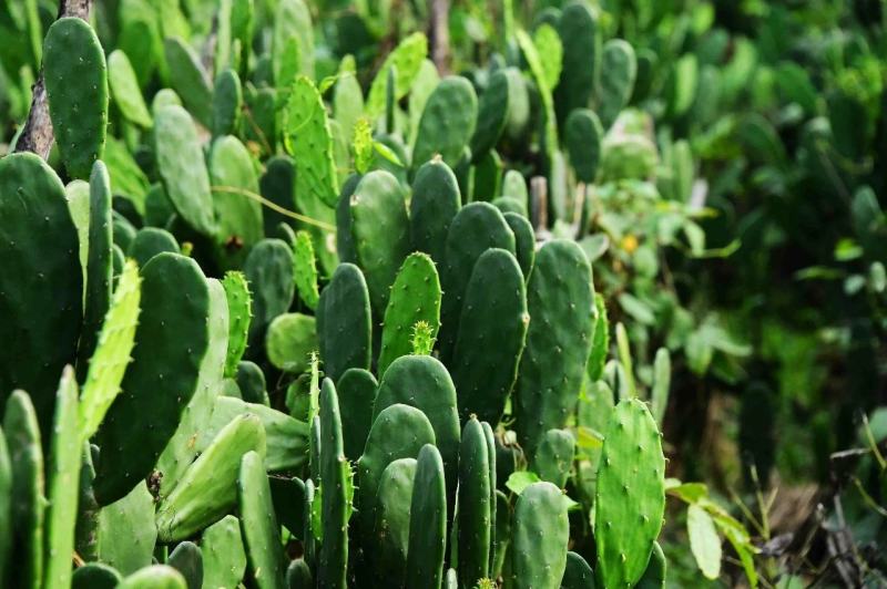 【推荐】仙人掌果苗会开花结果有药用价值基地直销售