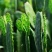 【推荐】仙人掌果苗会开花结果有药用价值基地直销售