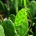 【推荐】仙人掌果苗会开花结果有药用价值基地直销售